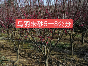 5公分朱砂紅梅