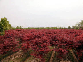 紅楓苗木種植基地