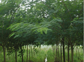 合歡樹種植基地