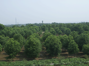 香樟樹種植基地