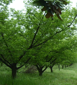 青梅|梅樹