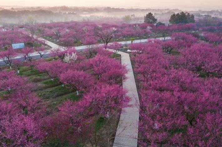 çº¢æ¢…åŸºåœ°