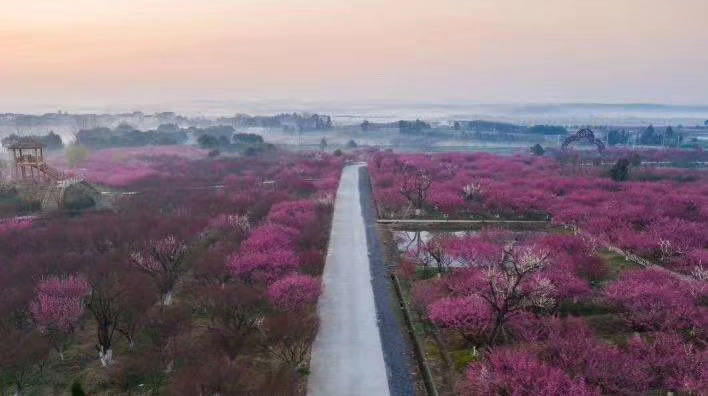 çº¢æ¢…æ ‘ç§æ¤åŸºåœ°