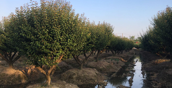 é•¿å…´å…¨å‹çº¢æ¢…æ ‘ç§æ¤åŸºåœ°